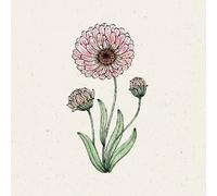 Jora Dahl Calendula - Pink Surprise - 1 pz.