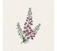 Jora Dahl Delphinium Consolida - Qis Rose - 1 conf.