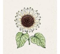 Jora Dahl Helianthus Debilis - Vanilla Ice - 1 conf.