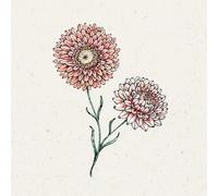 Jora Dahl Helichrysum Bracteatum - Salmon Rose - 1 conf.