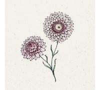 Jora Dahl Helichrysum Bracteatum - Silvery Rose - 1 conf.