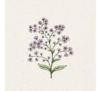 Jora Dahl Nontiscordardimè Cinese - Mystery Rose - 1 conf.