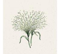 Jora Dahl Panicum Virgatum - Fontaine - 1 conf.