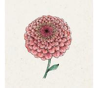 Jora Dahl Zinnia Elegans - Benary's Giant Salmon Rose - 1 conf.
