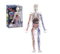 Jorzer Modello della Struttura del Corpo Umano per Bambini, Modello 3D del Corpo Umano per Bambini con Ossa Rimovibili, organi e vasi sanguigni per Anatomia