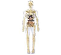Jorzer Modello Trasparente della Struttura del Corpo Umano Modello 3D Trasparente Rimovibile del Corpo Umano per Bambini Strumenti di Studio di Anatomia e fisiologia per Bambini.