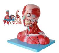 JOSBY Modelli anatomici di Torso e Scheletro, Cervello e vasi sanguigni del Collo Umano, con 19 Parti Staccabili, sussidi didattici per la Formazione in neurologia, Anatomia dei Muscoli facciali