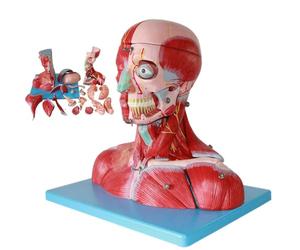 JOSBY Modelli anatomici di Torso e Scheletro, Cervello e vasi sanguigni del Collo Umano, con 19 Parti Staccabili, sussidi didattici per la Formazione in neurologia, Anatomia dei Muscoli facciali