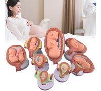 JOSBY Modello del Periodo di gestazione da 8 Pezzi, Sviluppo dell'embrione/feto Umano nell'utero con Parti Rimovibili, Modelli delle Fasi della Gravidanza e dello Sviluppo embrionale, per Medici