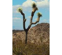 Joshua Tree Cover Writing Journal