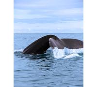 Journal: 8x10 Lined Whale Tail softcover notebook to record your daily thoughts, insights, and experiences