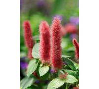 Journal Notebook Diary - Beautiful Red Cat's Tail Flowers - 120 lined pages (6x9in)