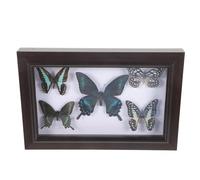 JOYOFREELY Cornice Espositore Farfalla in Legno con Farfalline Decorative Piccole, Artigianato e Aspetto Squisito per Decorazioni Parete e Regalo per Amici Amanti del Collezionismo