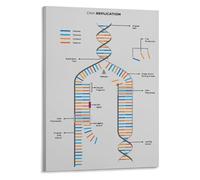 JRBJWYVV DNA Replication Diagram Biology Chart Canvas Wall-Art for Student Gift Doctor Office Science Teacher Decor(Unframed,08x12inch(20x30cm))