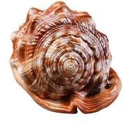 Jrifedptry Ornamento naturale per casco, conchiglia, conchiglia, corallo, lumaca, mare, acquario, ornare, 1 pezzo