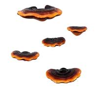 Jrifedptry Set di 5 mensole a forma di fungo, decorazione da parete, piccola mensola angolare in resina per camera da letto, decorazione a fungo, mensole galleggianti