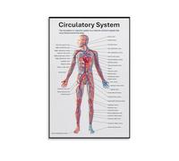 JRXFXEKW Vascular System & Heart Anatomy Poster - Circulatory System Chart, Canvas Print for Classroom or Office(Framed,12x18inch(30x45cm))