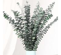 Jtoder 20 steli di eucalipto essiccato, 43,2 cm, foglie di eucalipto naturali, rami da appendere alla doccia, piante secche conservate per spa, profumo, bagno, tavolo, vaso, decorazione