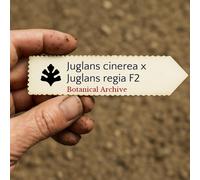 Juglans cinerea x Juglans regia F2 SEEDS - - SEMI Noce bianca | Noce comune