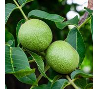 Juglans regia 35-80cm - - albero noce comune