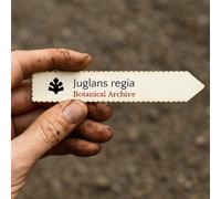 Juglans regia SEEDS - - SEMI Noce | Noce comune