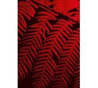 Julian Charrière: Controlled burn. Ediz. multilingue