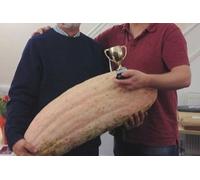 JUMBO PINK BANANA SQUASH SEMI * 4 piede lungo * 7 COUNT PKT:Seeds:packing seeds only