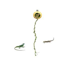 Jumping Spider Enclosure, Handmade Gourd Shaped Magnêtic Řeptile, Small Terrariuм With Extended Climbing Bar, For Jumping Spiders Geckos, Easy Install Pørtablê Habitat, Acrylic, 1 Piece