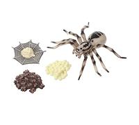 JUMPLAWN 1set Di Crescita Del Ciclo Di Vita Della Tarantola Giocattolo Educativo Per Scuole e Musei Scientifici Realistico Plastica Per Sviluppo Creativo Dei