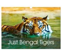 Just Bengal Tigers (Wall Calendar 2027 DIN A3 landscape), CALVENDO 12 Month Wall
