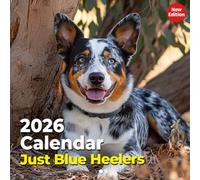 Just Blue Heelers Calendar 2026: Twelve months of hardworking dogs in action