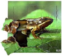 Just Jigsaws Rana e il suo ciclo vitale - puzzle in legno a strati