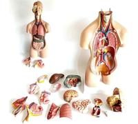 JXYQ Modello anatomico del Torso Umano Staccabile da 55 cm, 19 Pezzi, con Cuore, Testa, Cranio, Cervello, fegato, polmone, per Studenti di Medicina, Laboratori e aule.