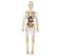 JXYQ Modello di Anatomia del Corpo Umano con Parti Rimovibili, Alto 28,5 cm, Modello di Torso anatomico Umano per scienze dell'educazione, 1 Pezzo, Completamente Trasparente