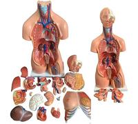 JXYQ Modello di Torso anatomico del Corpo Umano con 23 Parti Rimovibili per l'istruzione Medica e Lo Studio scientifico