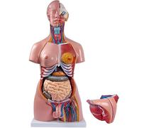 JXYQ Modello di Torso anatomico Umano a grandezza Naturale con 23 organi Rimovibili per l'istruzione e Lo Studio Medico
