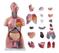 JXYQ Modello di Torso anatomico Umano con 23 organi Rimovibili per l'istruzione Medica e l'apprendimento degli Studenti