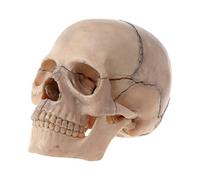 Kadagg 15 pz/Set 4D Cranio Smontato Modello Anatomico Staccabile Insegnamento Medico Troppo Resina