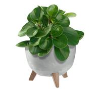 KADAX Vaso da fiori in plastica con tre supporti a inserimento, ciotola rotonda per fiori, per balcone, soggiorno (colore grigio, diametro 24 cm)