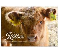 Kälber - Kleine Herzensbrecher auf den Wiesen (Wandkalender 2026 DIN A3 quer), CALVENDO Monatskalender: Gutmütige und niedliche Tiere
