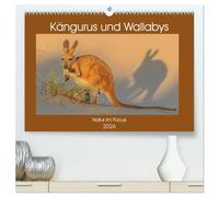 Kängururs und Wallabys (hochwertiger Premium Wandkalender 2026 DIN A2 quer), Kunstdruck in Hochglanz: Das Känguru ist Nationalsymbol bzw. auch ... Tier des australischen Kontinents.