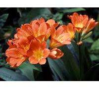 Kaffir Lily originale Clivia Semi cespuglio giglio, giglio del fuoco del fuoco di San Giovanni, 10 Semi