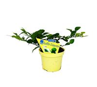 Kaffir lime - Citrus hystrix - 1 plant - Kaffir lime spice plant