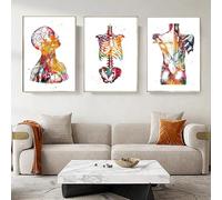 KAIDAARTLH Poster Anatomia Umana, Sistema Muscolare Umano Poster Set Arte Ufficio Medico, Senza Cornice (A, 3x40x60cm)