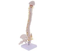 KAIYUEMAOYI Modello di Colonna Vertebrale Umana da 18 Pollici, Scheletro Professionale per Scopi Didattici, Come Mostrato nelle Immagini, 45 Centimetri