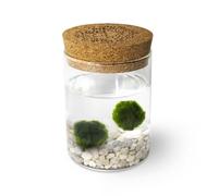 KAKI La Felicità è Nelle Piccole Cose Marimo Coppia Originale in Vaso di Vetro