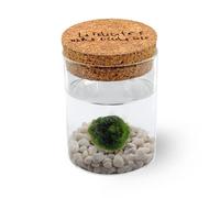 KAKI La Felicità è Nelle Piccole Cose Marimo Singolo Originale Vaso Vetro con