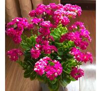 Kalanchoe amico in vaso resistenti in vaso per d'appartamento da giardino giardino interno decorazioni da per esterni decorazione del 250semi