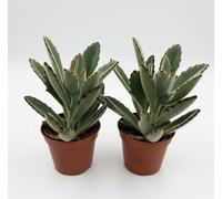 Kalanchoe Tomentosa Pianta Grassa Viva, 2 Piante in Vaso 8 cm,