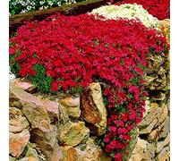 Kalash Nuovi 100pcs semi fiore di roccia crescione per Giardinaggio Rosso 1